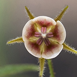Hermannia boranginiflora